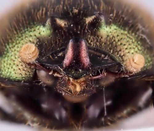 Réf. 318 075 : Onthophagus semiviridis